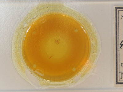 slide view of adult Trigrammia quadrinotaria