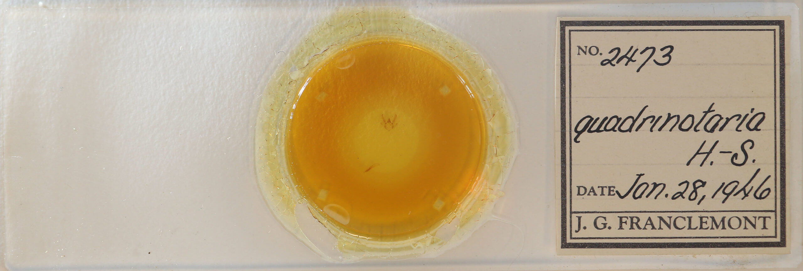 slide view of adult Trigrammia quadrinotaria