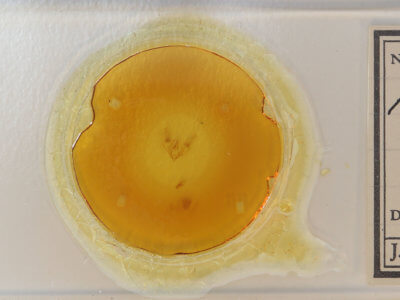 slide view of adult Hemeroplanis habitalis