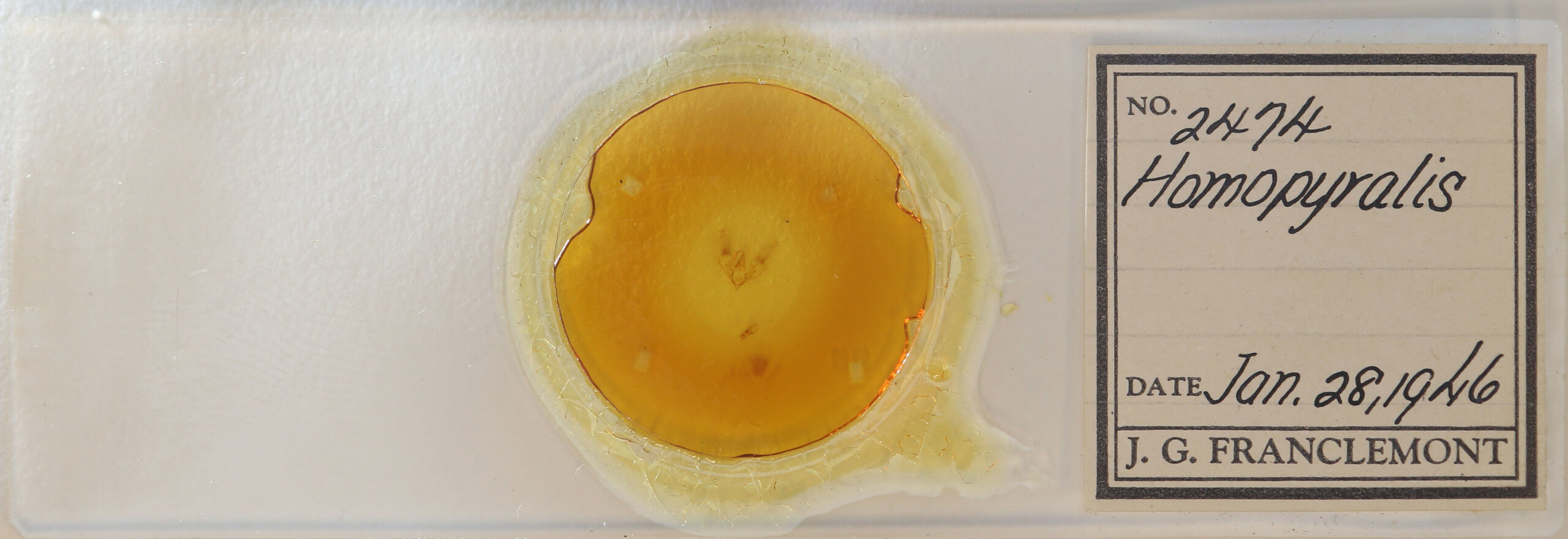 slide view of adult Hemeroplanis habitalis