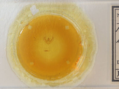 slide view of adult Hypomecis buchholzaria