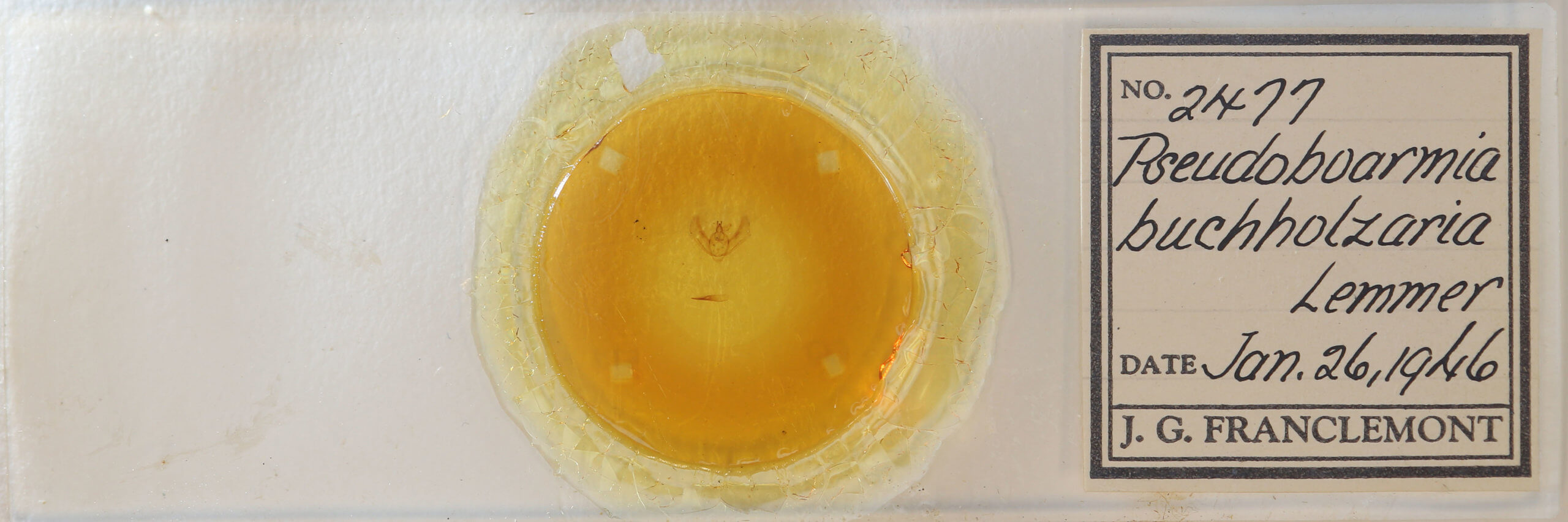 slide view of adult Hypomecis buchholzaria