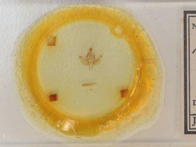 slide view of adult Xanthopastis  regnatrix