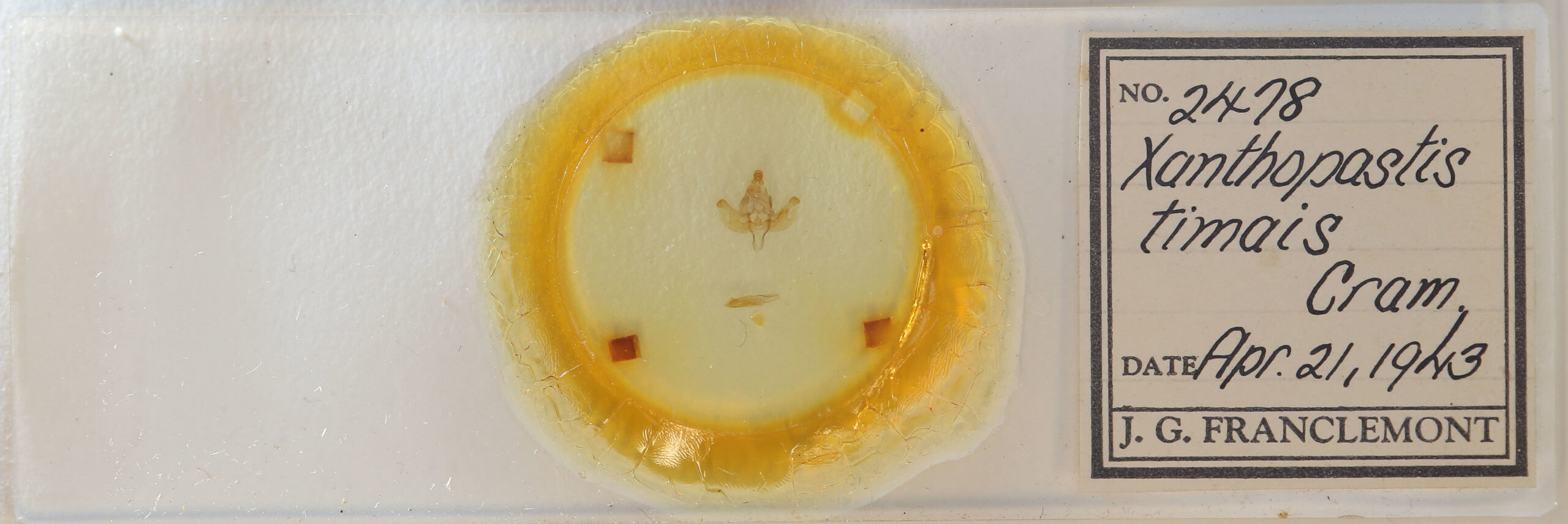 slide view of adult Xanthopastis  regnatrix