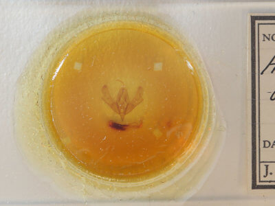 slide view of adult Acronicta afflicta