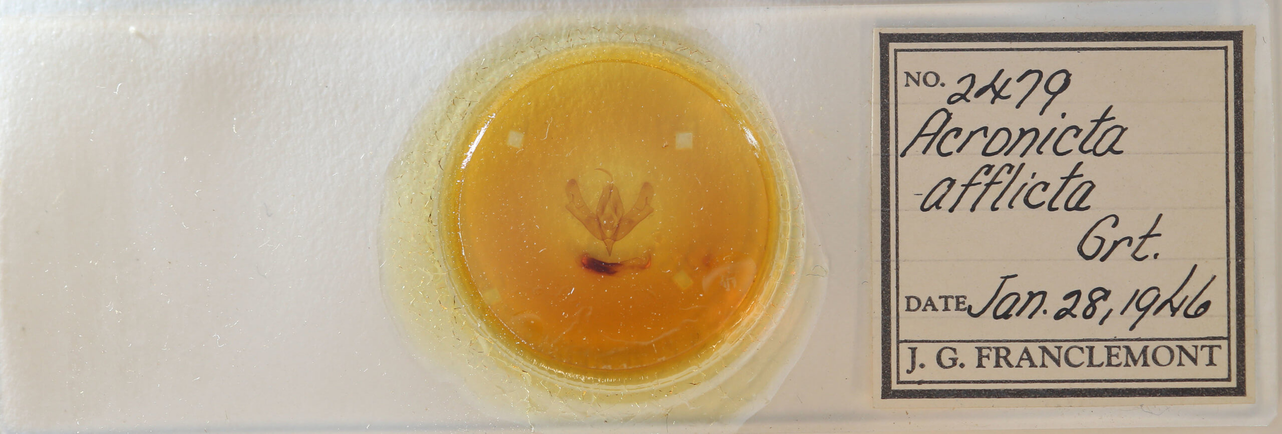 slide view of adult Acronicta afflicta