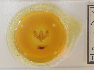 slide view of adult Acronicta brumosa