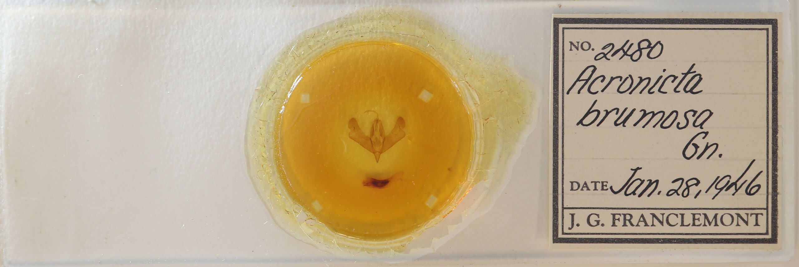 slide view of adult Acronicta brumosa