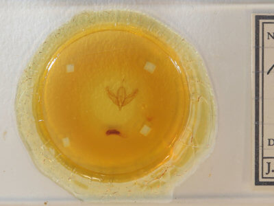 slide view of adult Acronicta increta