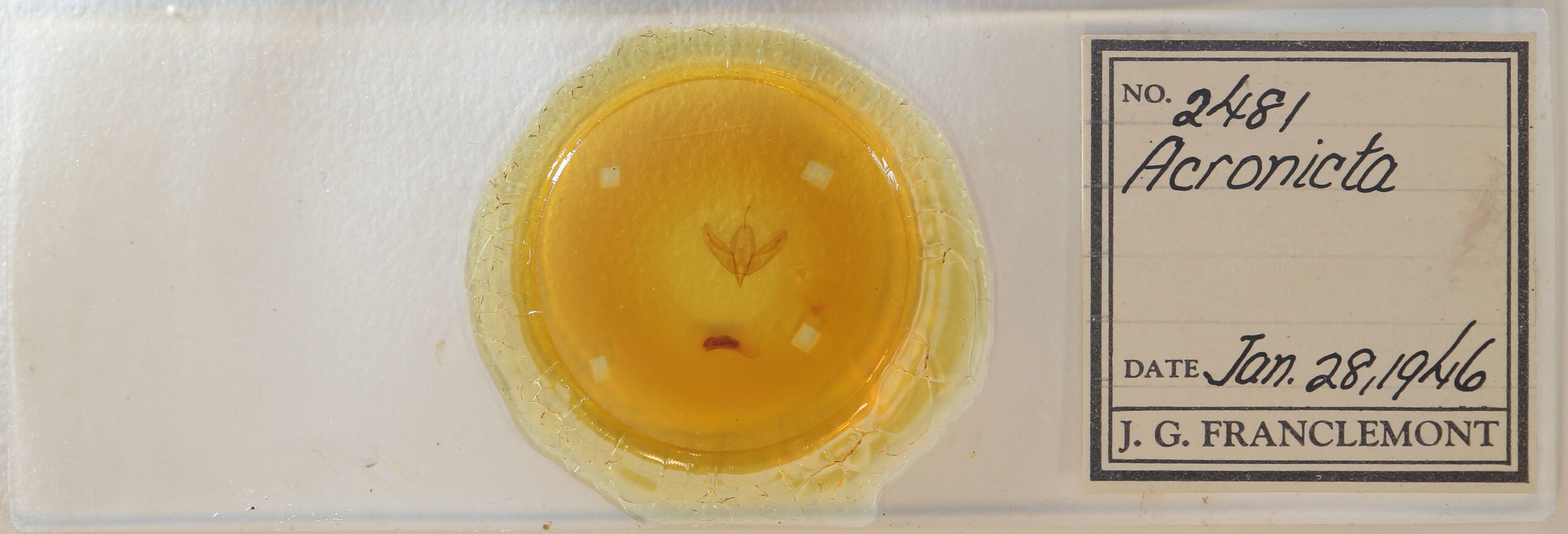 slide view of adult Acronicta increta