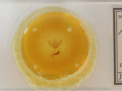 slide view of adult Acronicta increta