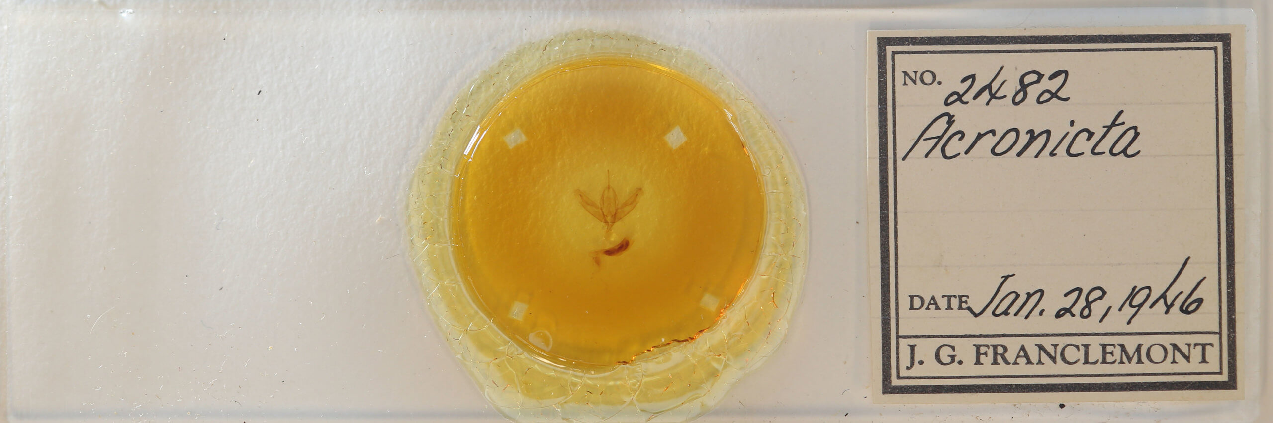 slide view of adult Acronicta increta