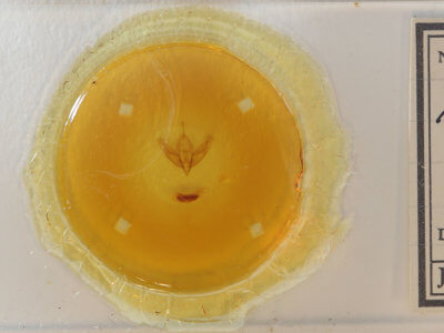 slide view of adult Acronicta increta