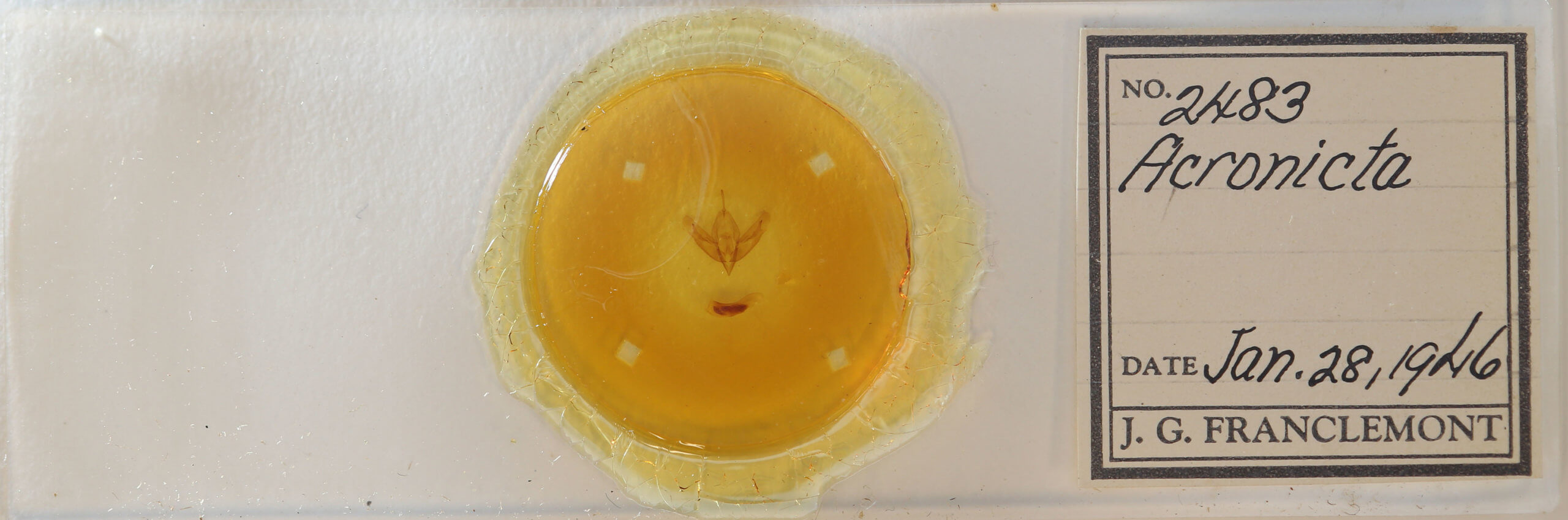 slide view of adult Acronicta increta