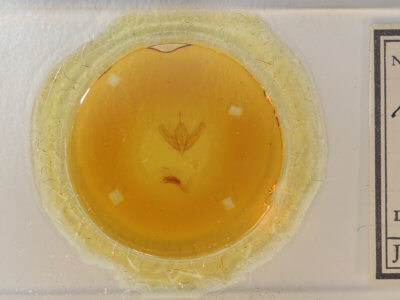 slide view of adult Acronicta modica