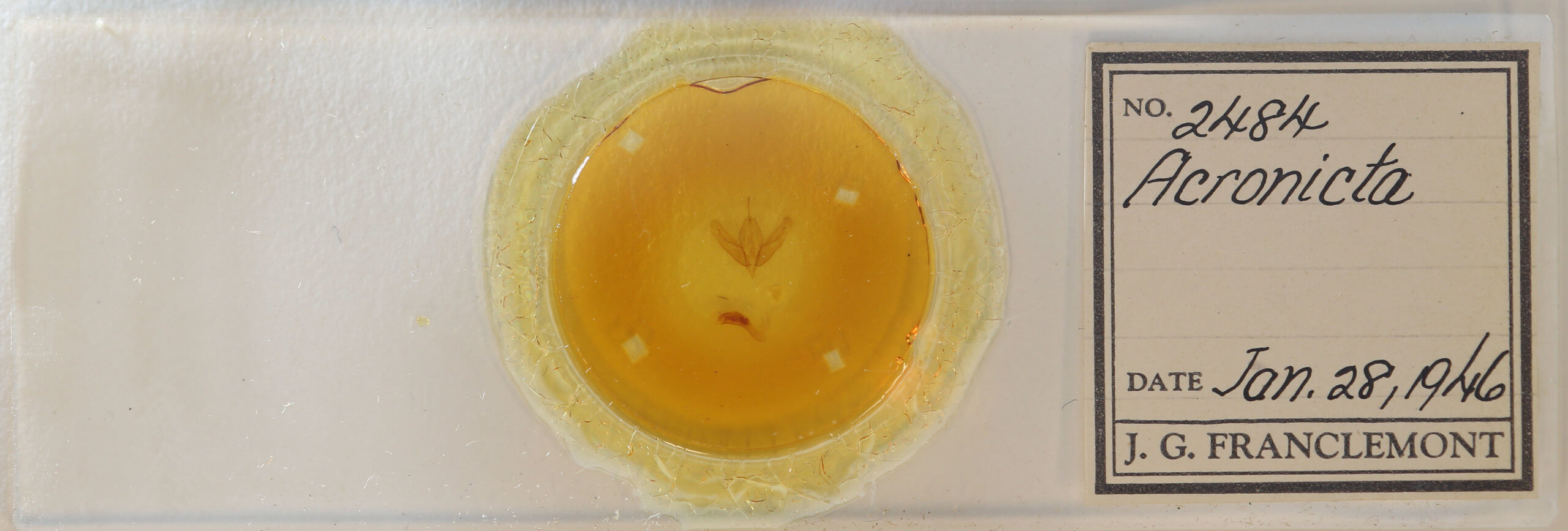 slide view of adult Acronicta modica