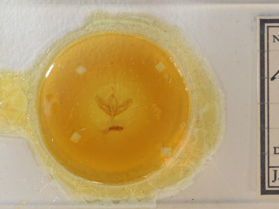 slide view of adult Acronicta modica