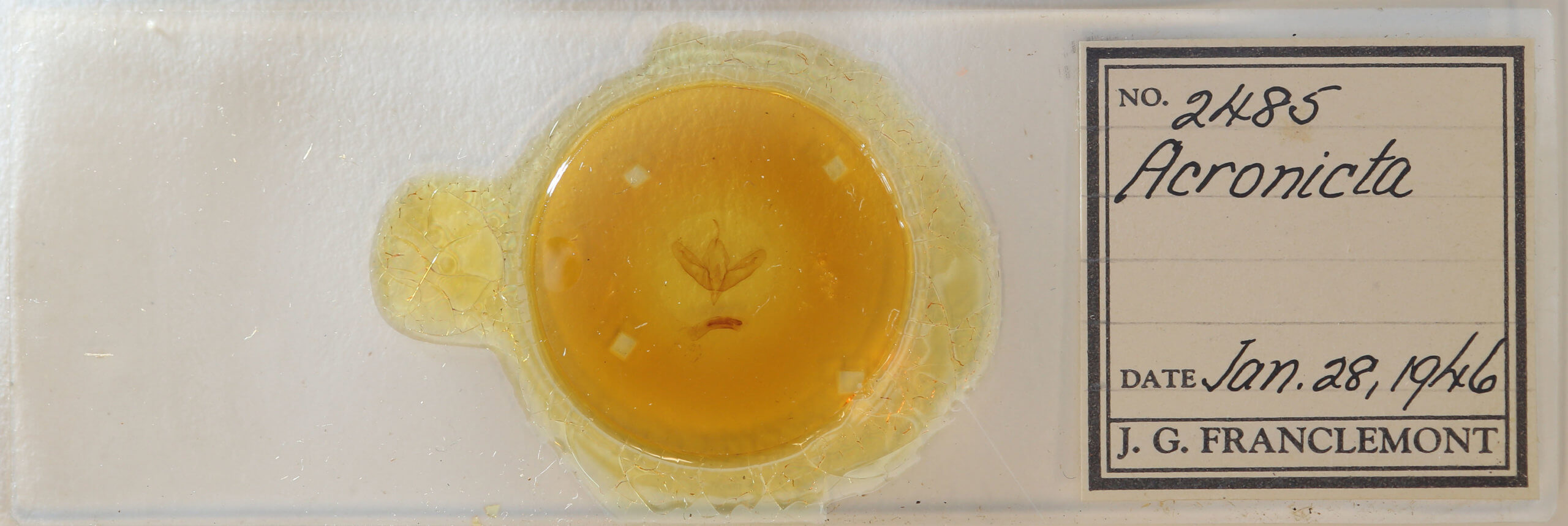 slide view of adult Acronicta modica