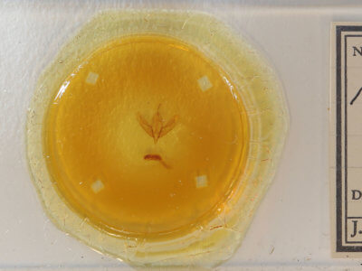 slide view of adult Acronicta modica