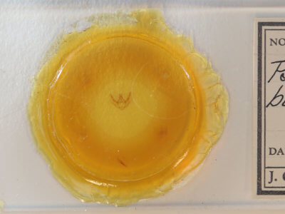 slide view of adult Hypomecis buchholzaria