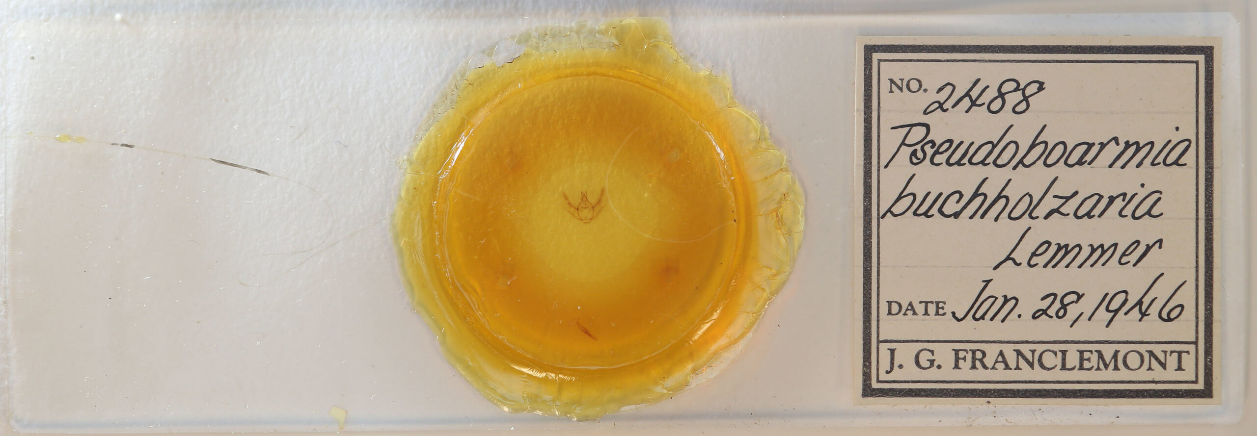 slide view of adult Hypomecis buchholzaria