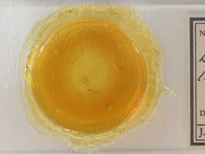 slide view of adult Dichorda  iridaria