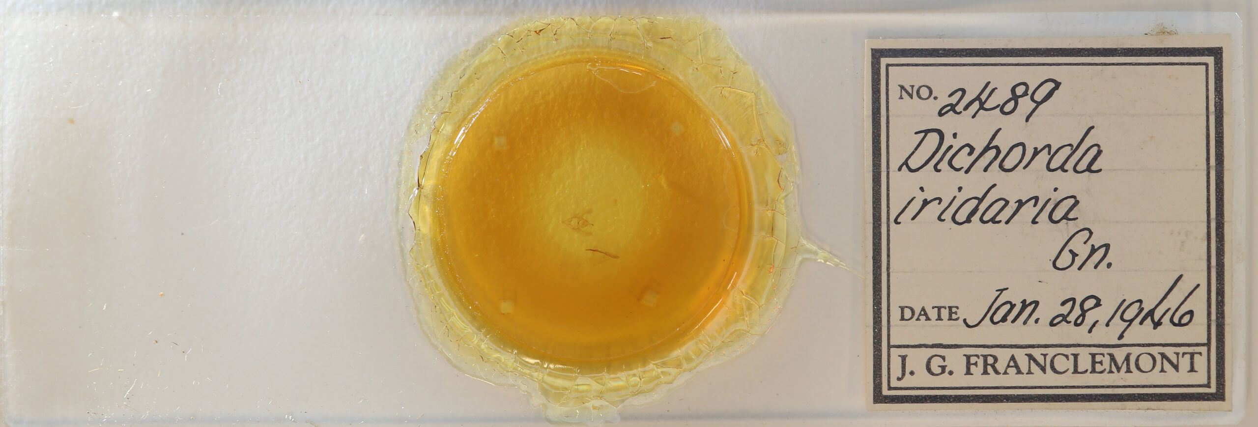 slide view of adult Dichorda  iridaria