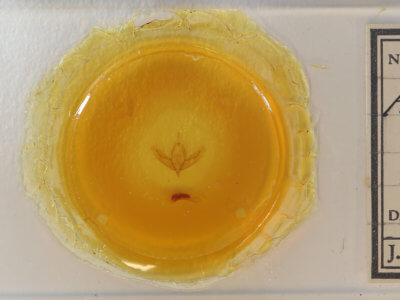 slide view of adult Acronicta increta