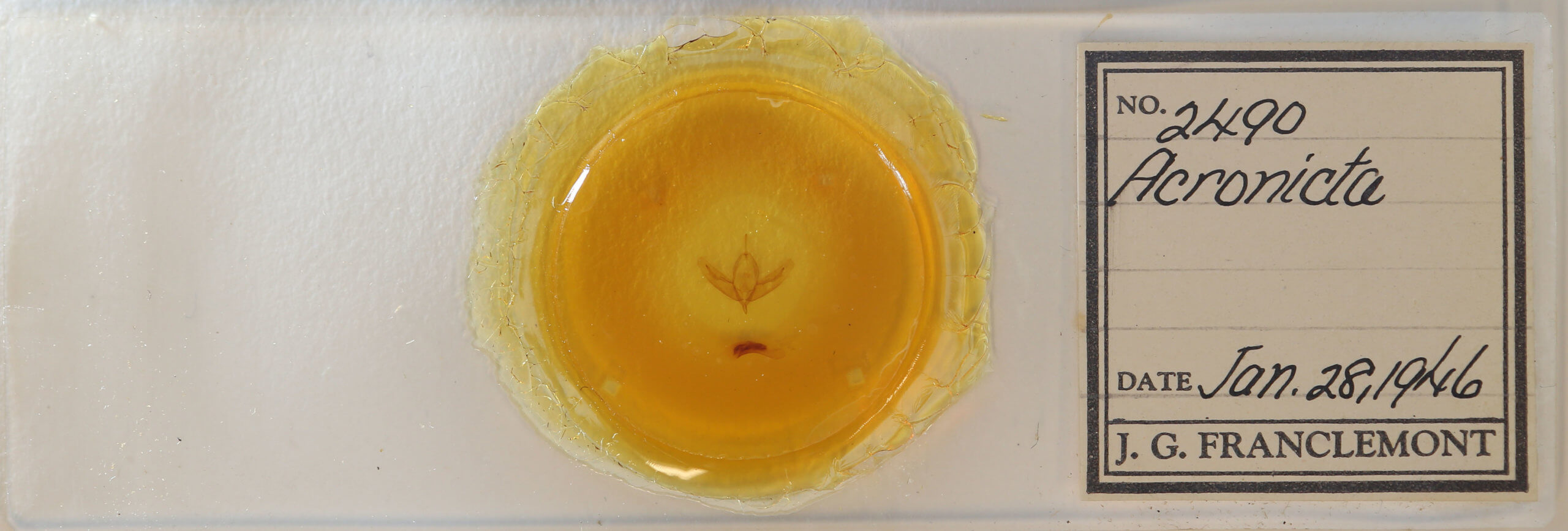 slide view of adult Acronicta increta