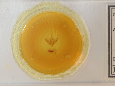 slide view of adult Acronicta increta