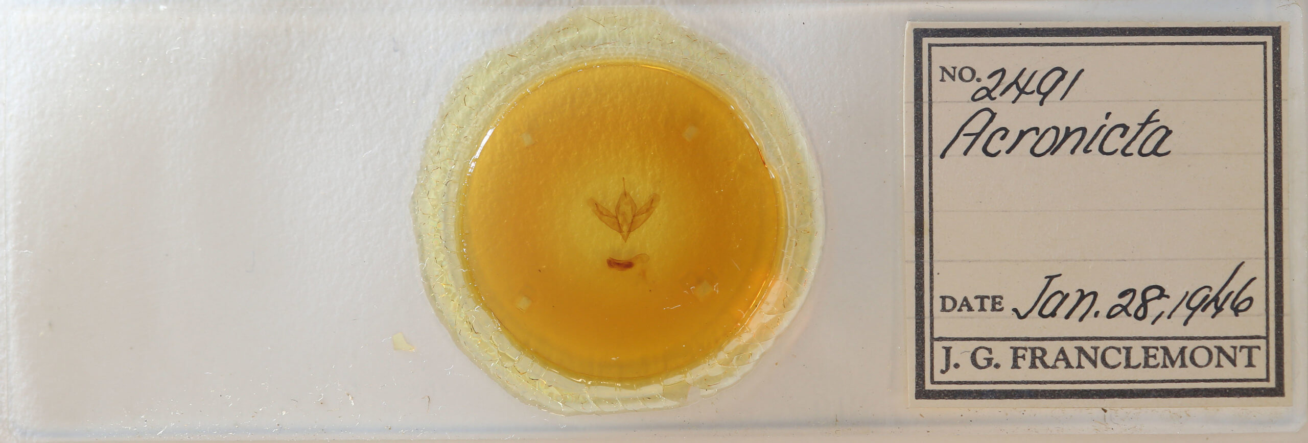 slide view of adult Acronicta increta