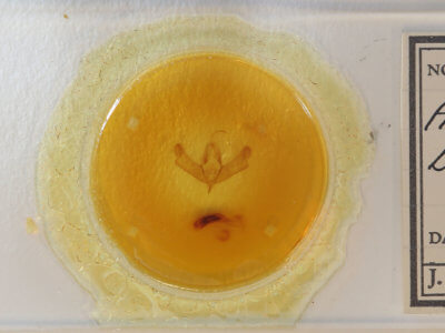 slide view of adult Acronicta brumosa