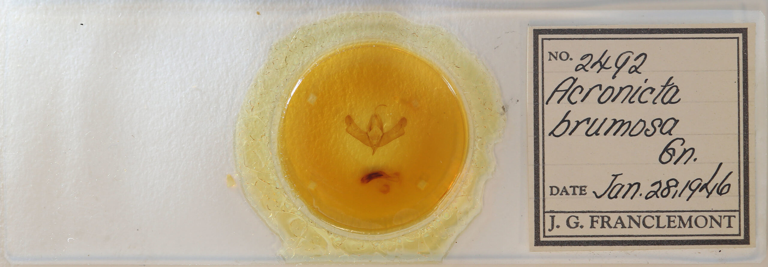 slide view of adult Acronicta brumosa