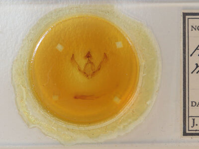 slide view of adult Agrotis malefida