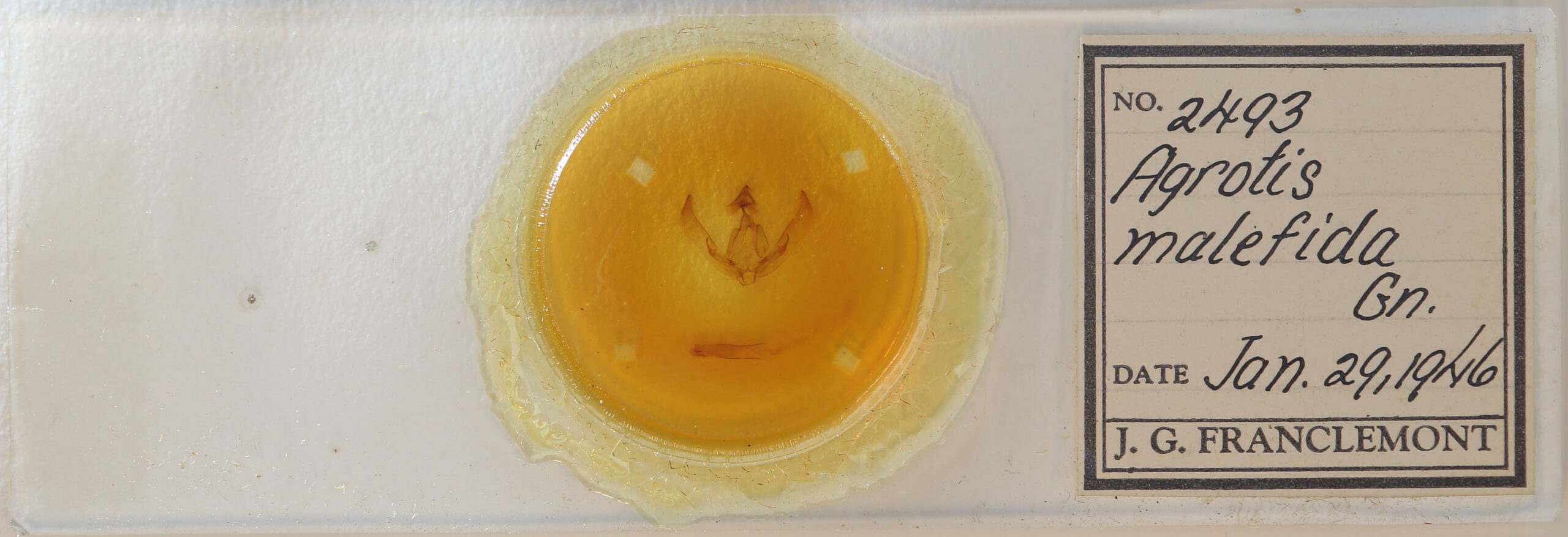 slide view of adult Agrotis malefida