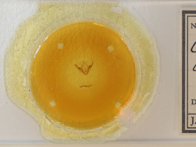 slide view of adult Comachara cadburyi