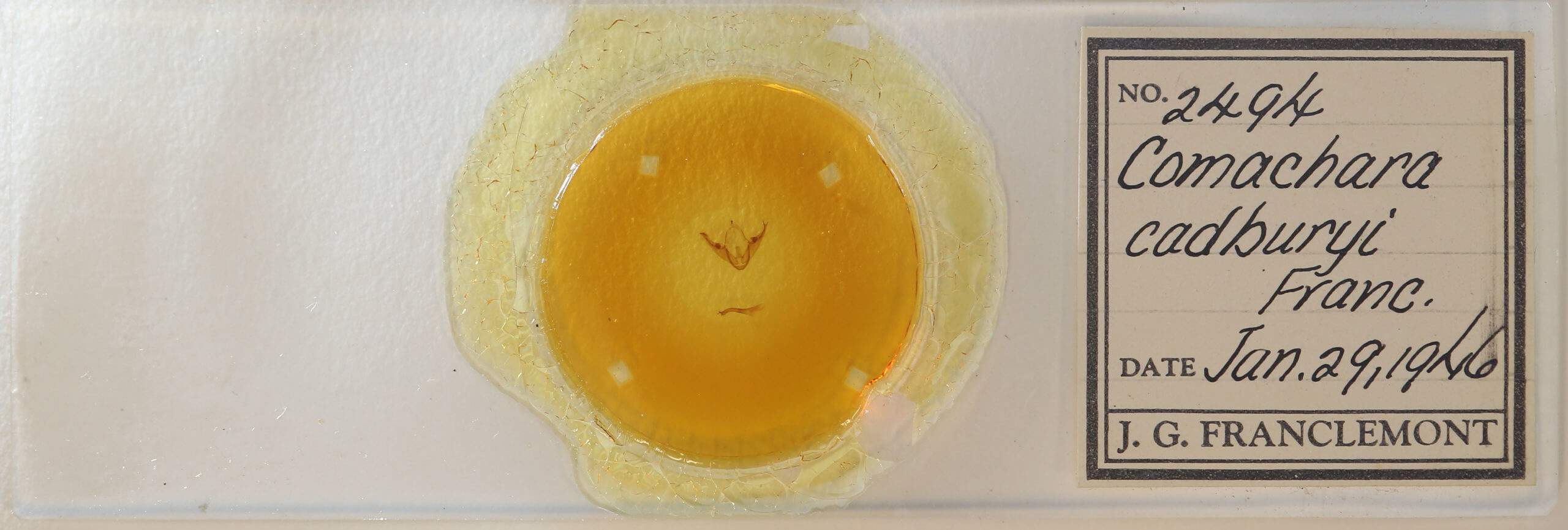 slide view of adult Comachara cadburyi