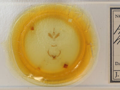 slide view of adult Hypsoropha hormos