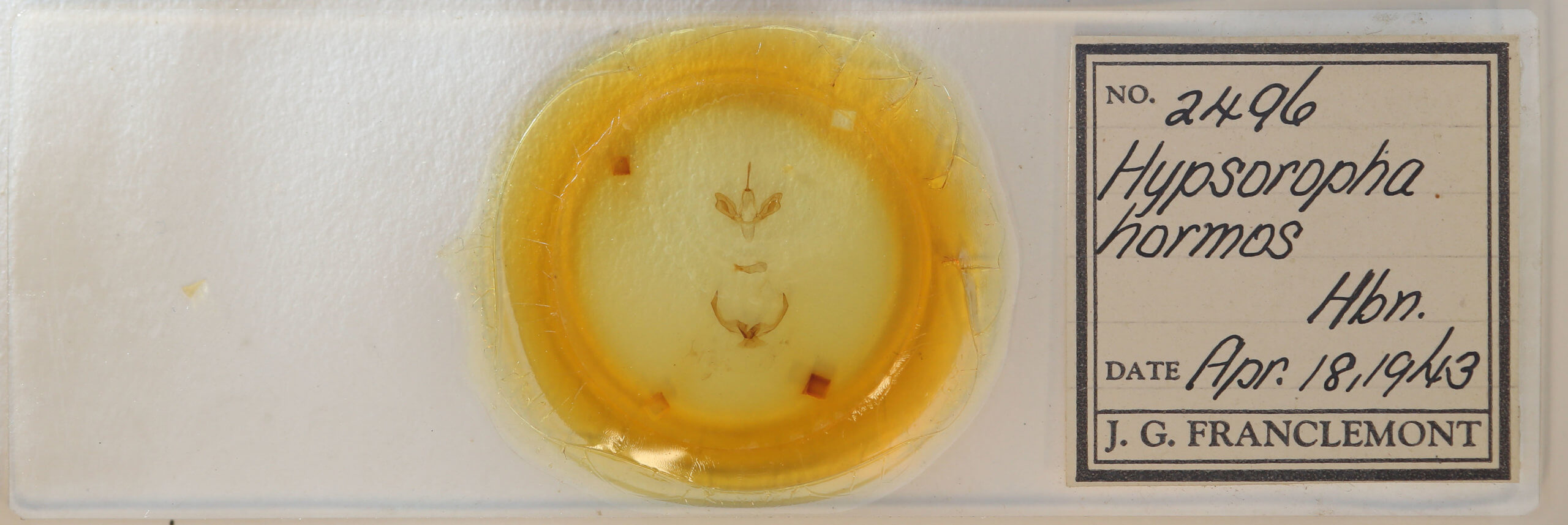 slide view of adult Hypsoropha hormos