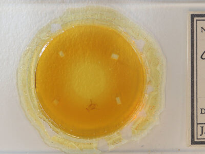 slide view of adult Oruza albocostaliata