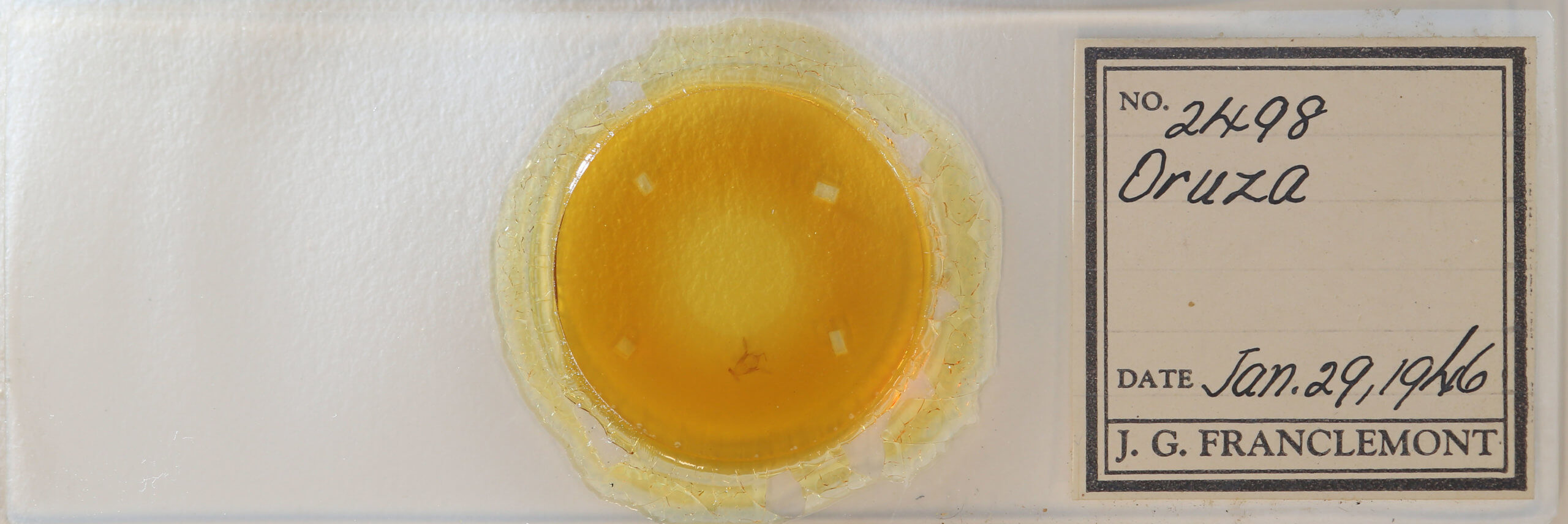 slide view of adult Oruza albocostaliata