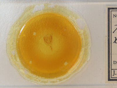 slide view of adult Perigea xanthioides