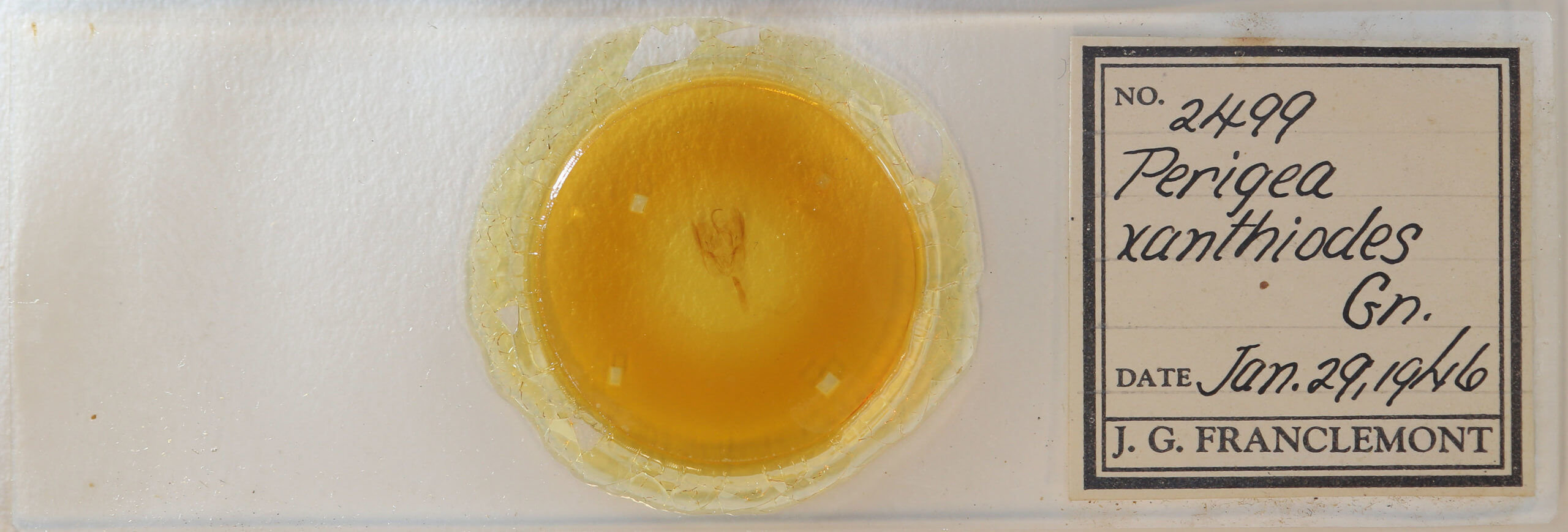 slide view of adult Perigea xanthioides