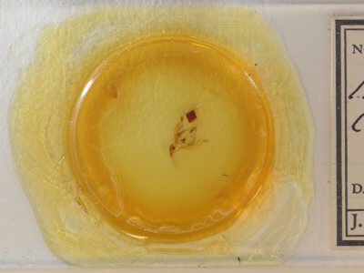 slide view of adult Hadena capsularis