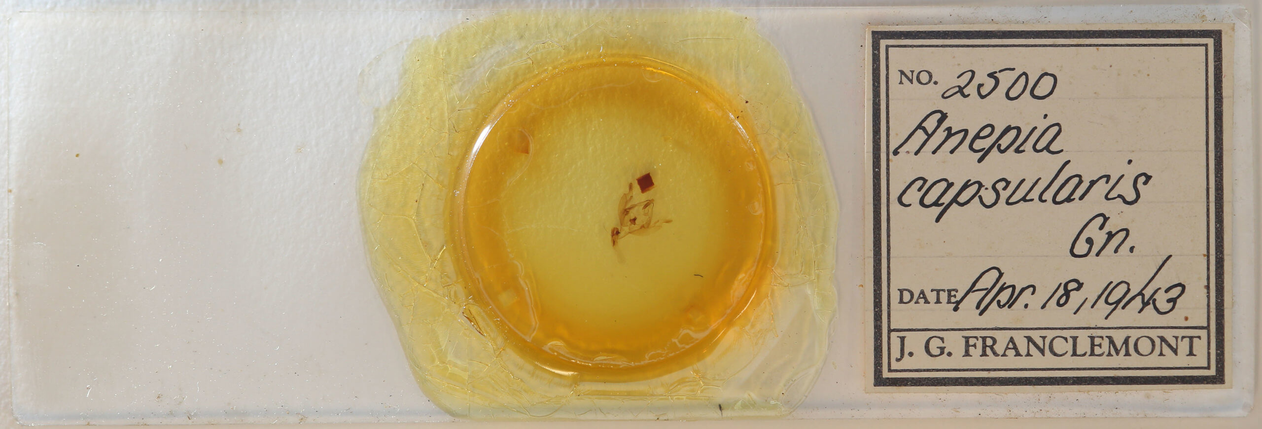 slide view of adult Hadena capsularis