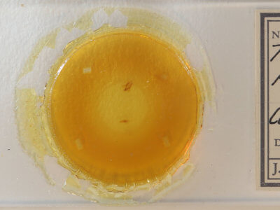 slide view of adult Paectes pygmaea