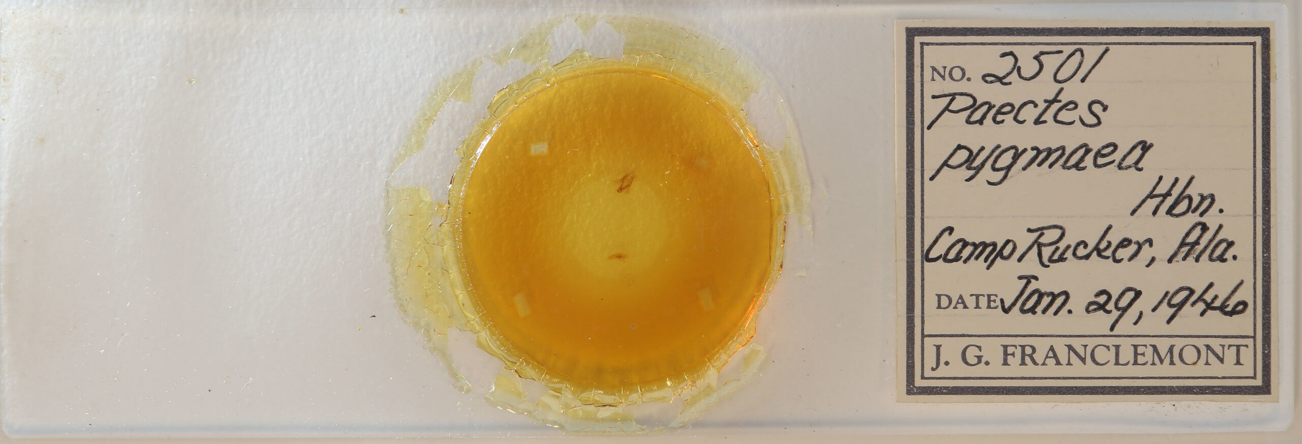 slide view of adult Paectes pygmaea