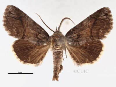 dorsal view of adult Paectes pygmaea