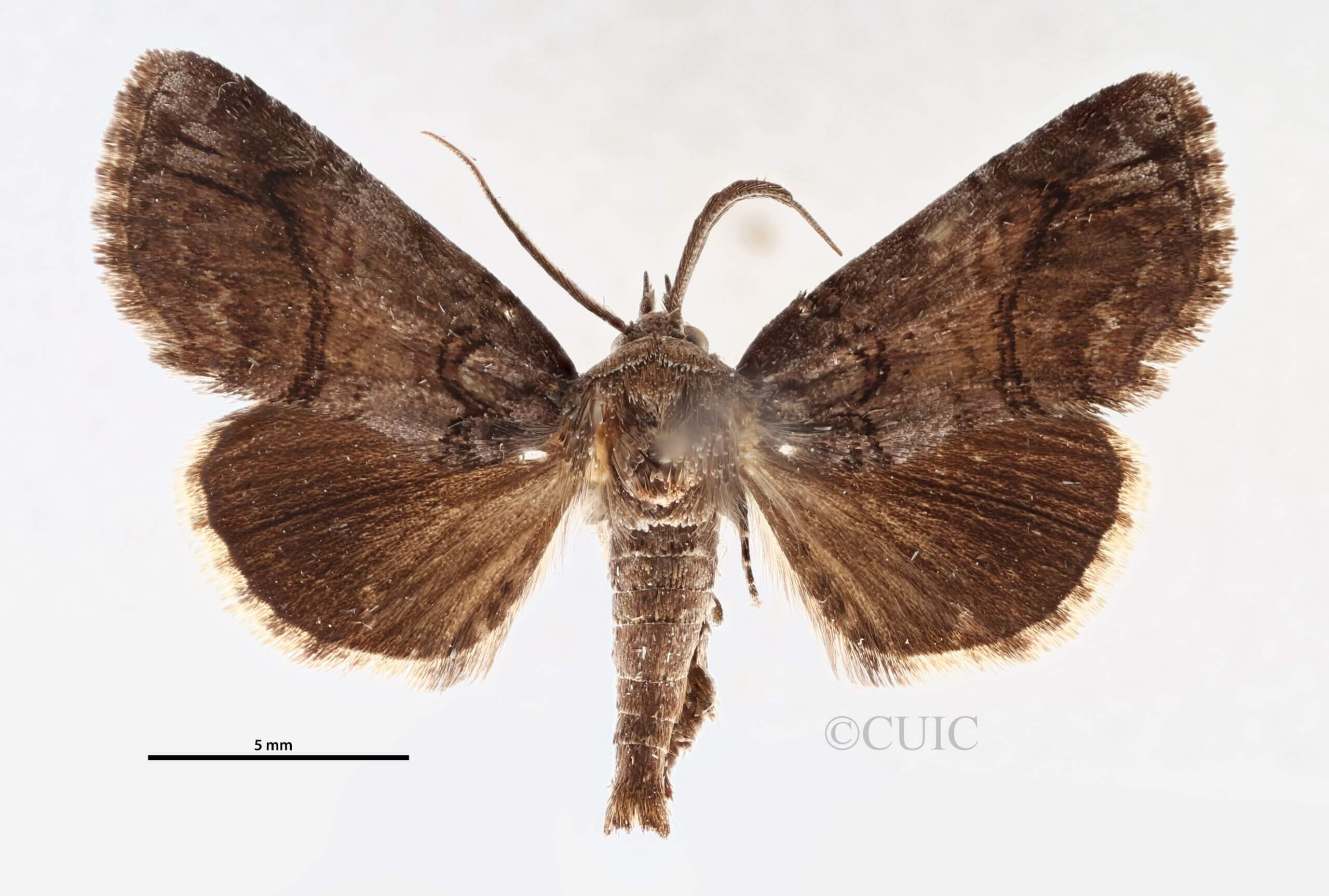 dorsal view of adult Paectes pygmaea