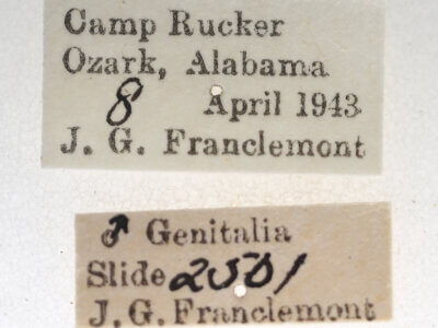 label view of adult Paectes pygmaea